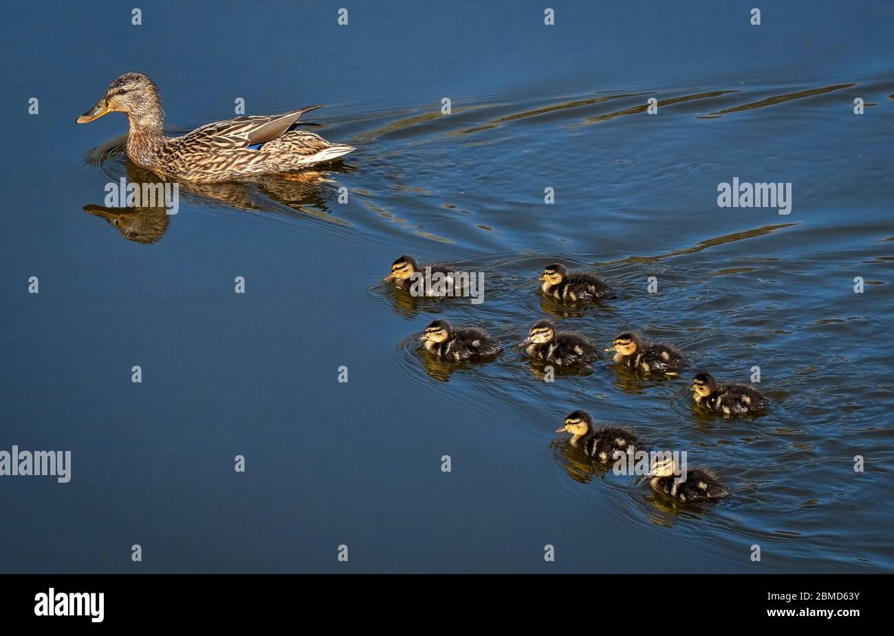 Femmina Mallard (Anas platyrhynchos) con Ducklings sul fiume Weaver, Cheshire, Inghilterra, Regno Unito Foto Stock