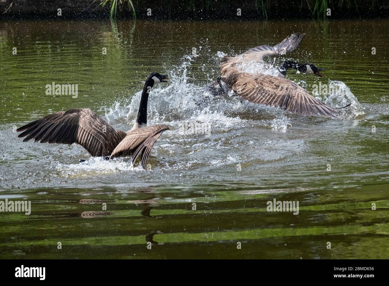 Canada Geese (Branta canadensis) che sbatte sul fiume Weaver, Cheshire, Inghilterra, Regno Unito Foto Stock
