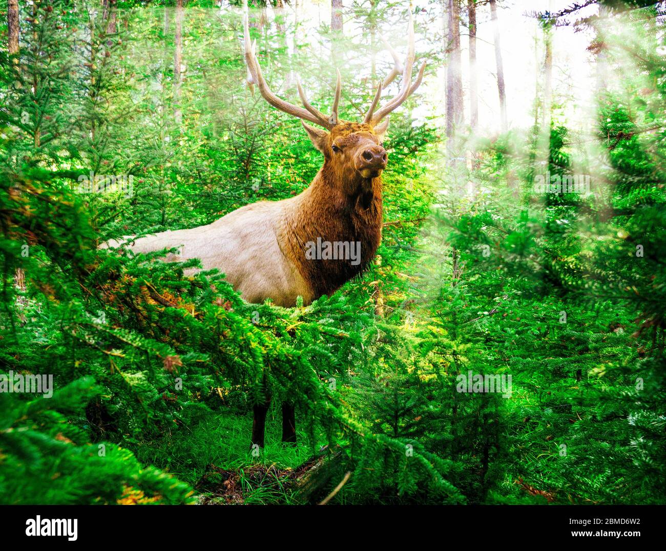 Splendida Elca di Male Bull nella foresta di legno profondo con raggi di sole nel Parco Nazionale di montagna Foto Stock