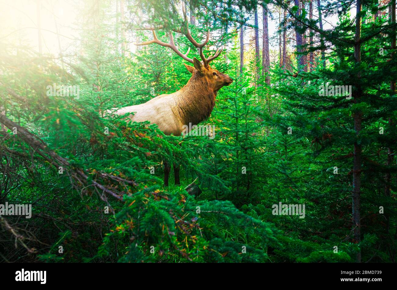 Wildlife Close Up in Mountain Forest in Remote Wilderness Foto Stock