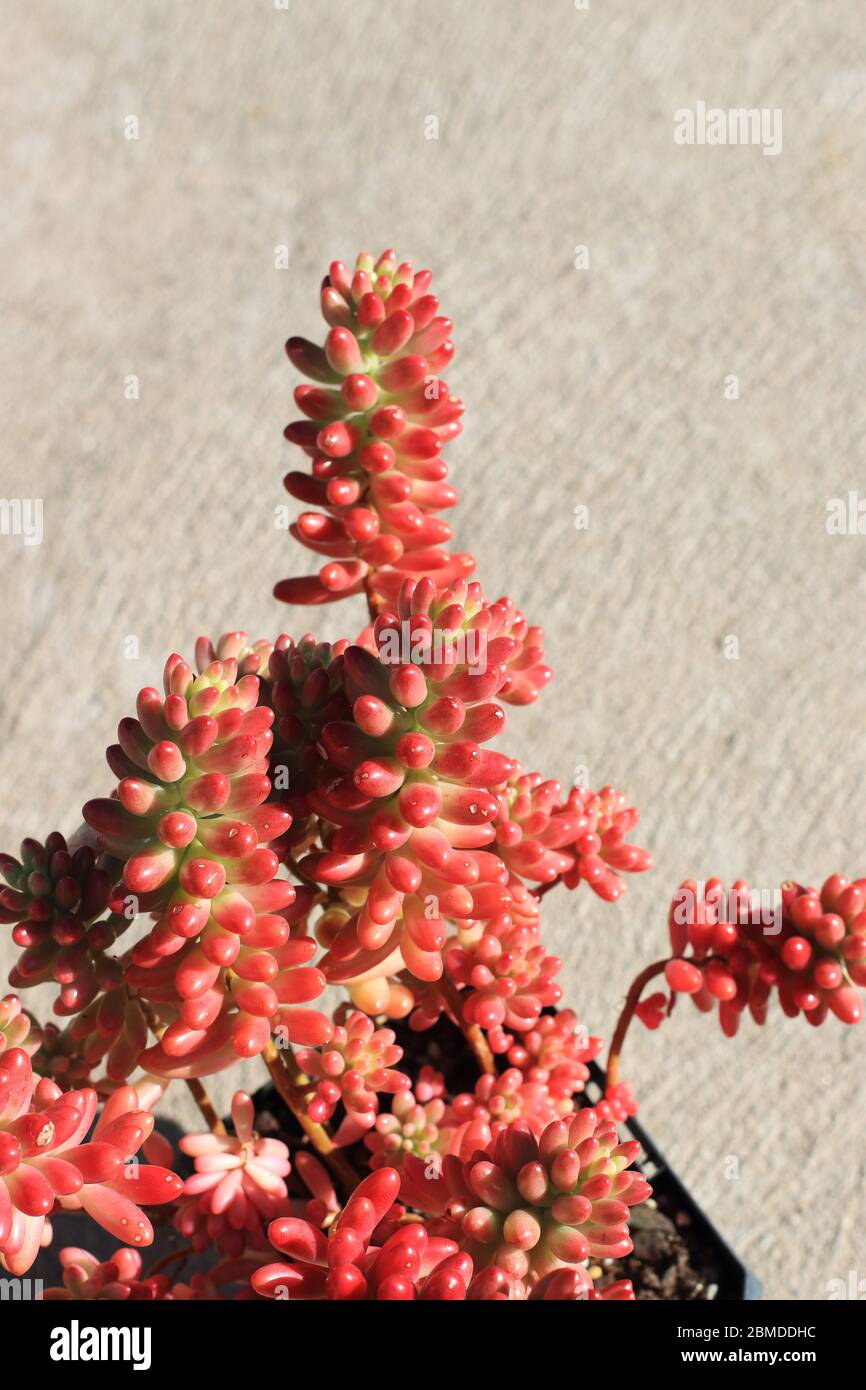 Sedum rubrotinctum o Sedum rubrotinctum × o anche conosciuto come la gelatina pianta di fagiolo Foto Stock