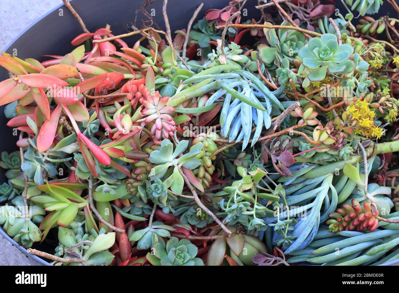 Misto di diverse varietà di piante succulente talee pronto per la propagazione Foto Stock