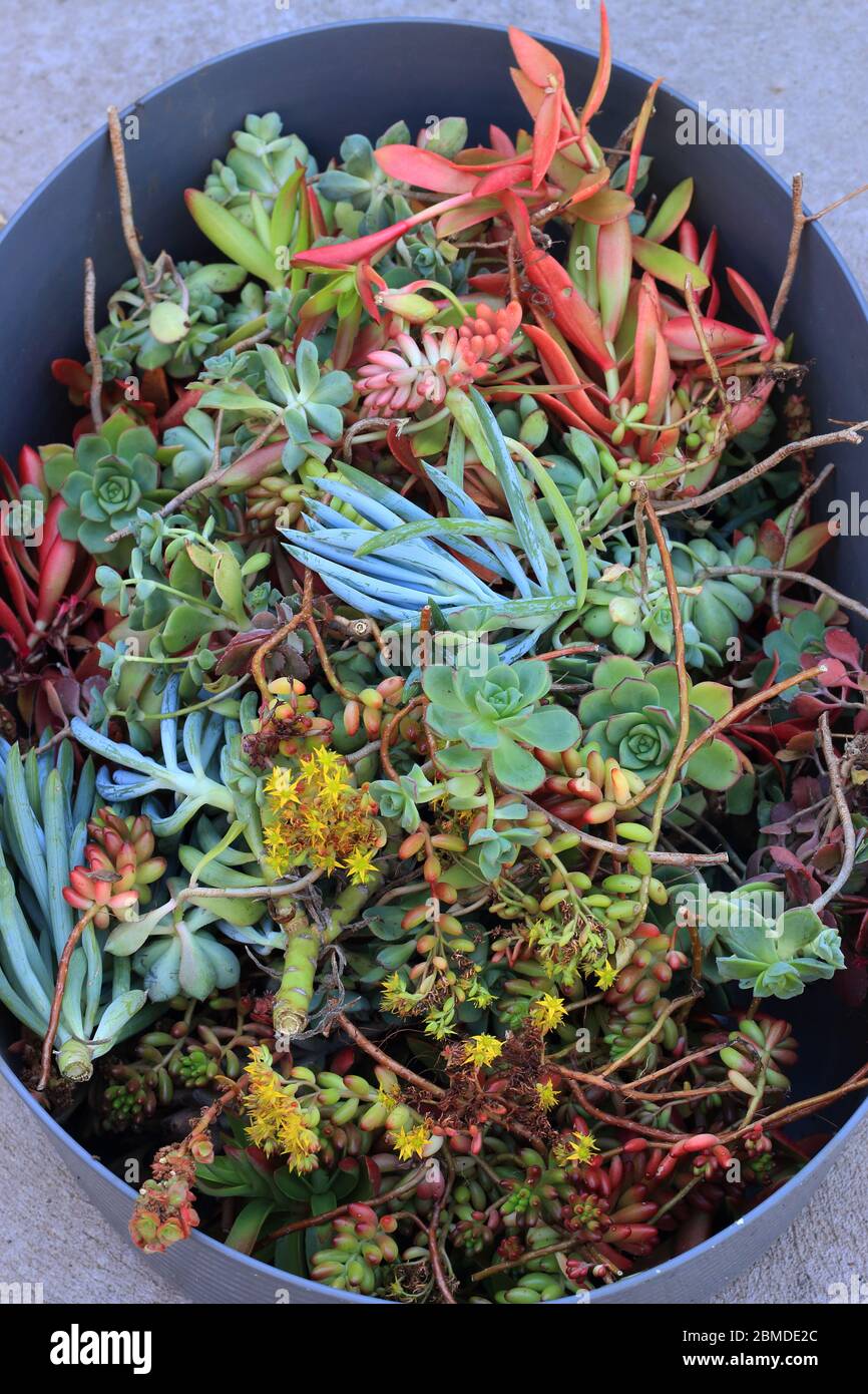 Misto di diverse varietà di piante succulente talee pronto per la propagazione Foto Stock