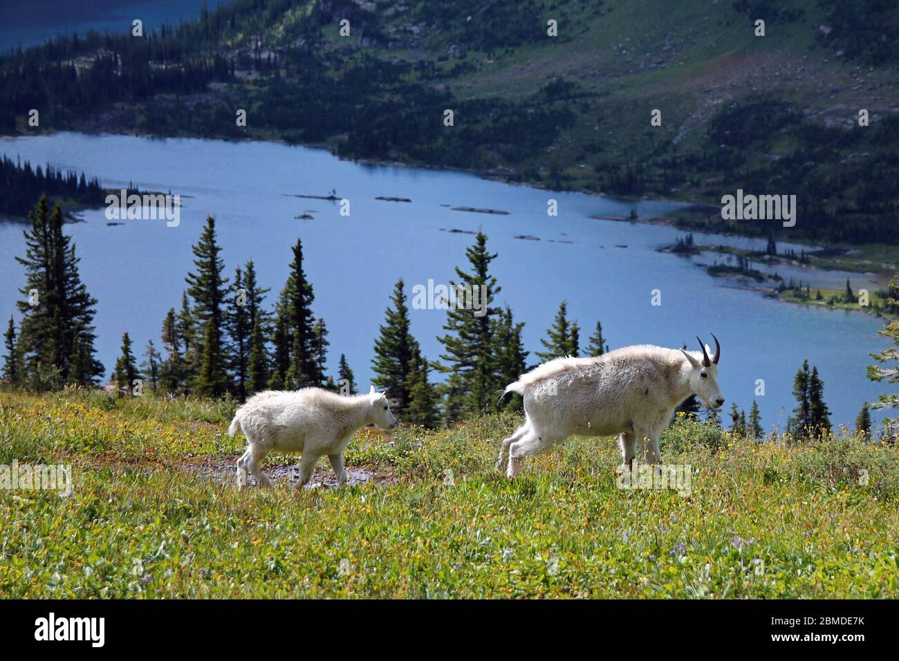 Capre di montagna nel Parco Nazionale di Glacier Foto Stock