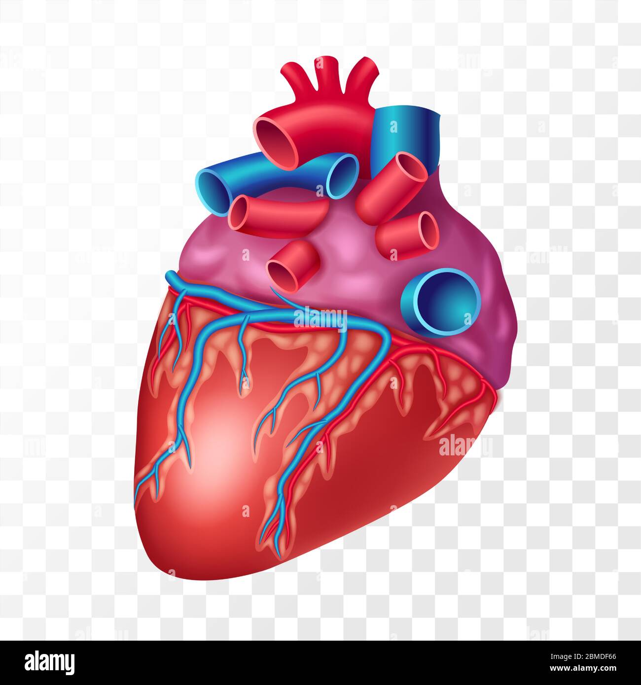 Cuore umano realistico, isolato su sfondo trasparente. Organo interno del sistema cardiovascolare rappresentazione vettoriale realistica Illustrazione Vettoriale