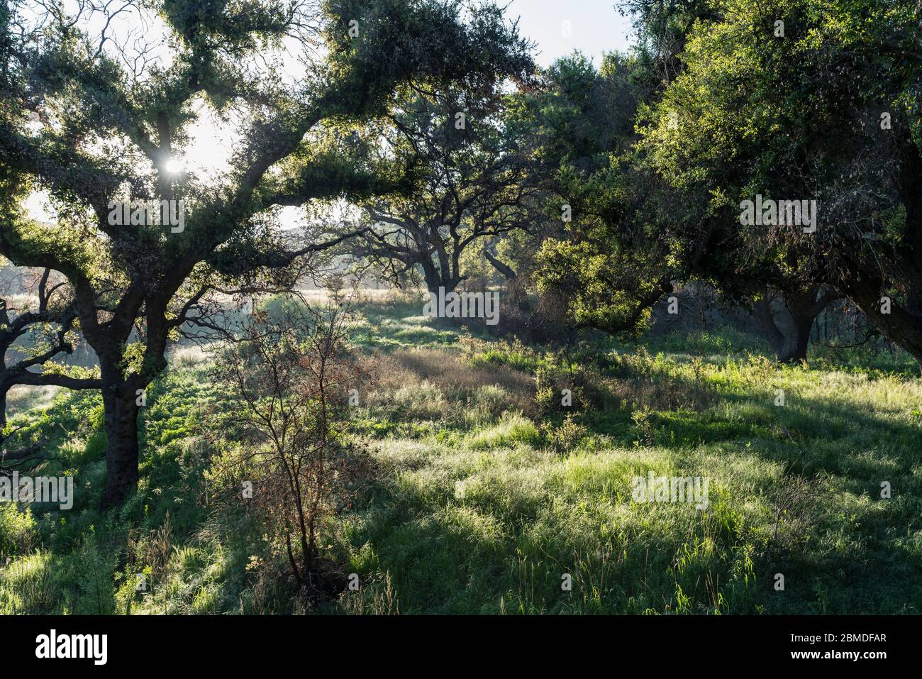 Vista del primo mattino del prato nativo della California, con alberi di quercia, presso la Santa Monica Mountains National Recreation Area vicino a Los Angeles. Foto Stock
