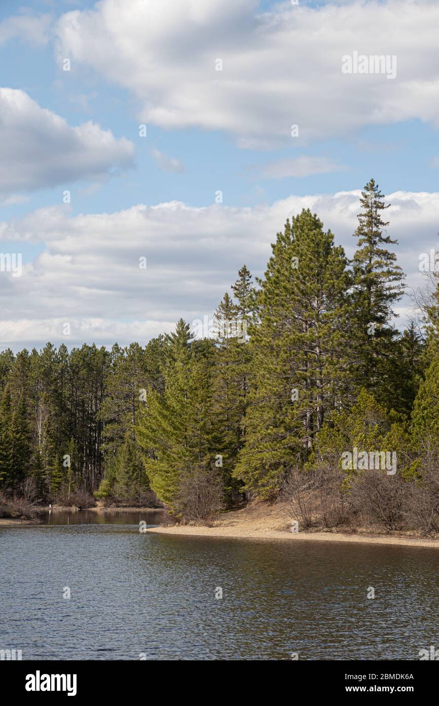 Foresta Evergreen sulla riva di un piccolo lago nel nord dell'Ontario con il bel cielo blu nuvolato in primavera Foto Stock