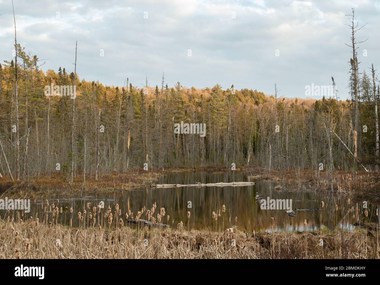 Tranquilla vista panoramica di uno stagno circondato da vegetazione primavera in tarda luce giorno. Foto Stock
