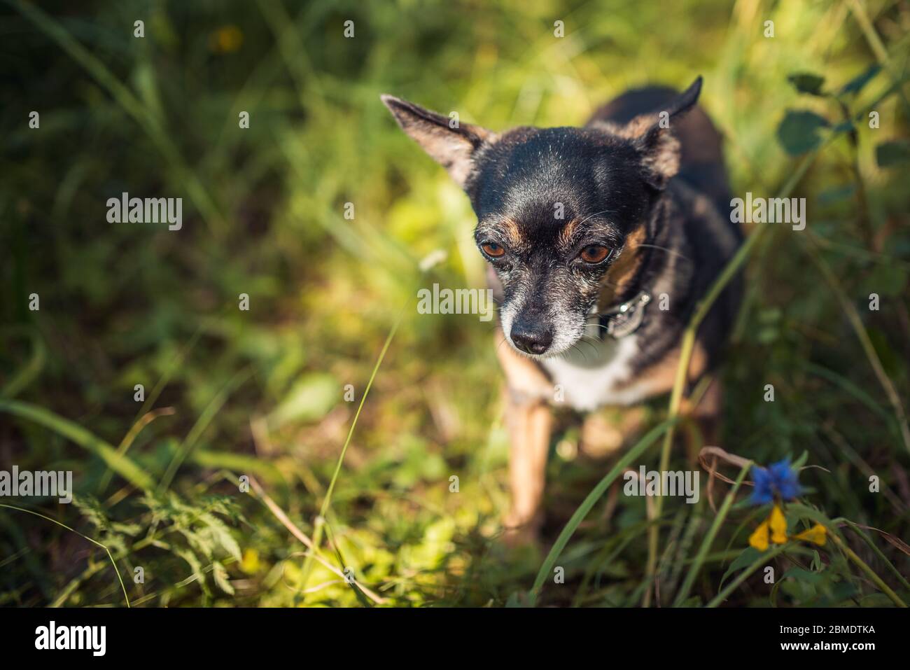 Il terrier giocattolo russo gioca nella foresta sotto i raggi del sole estivo Foto Stock