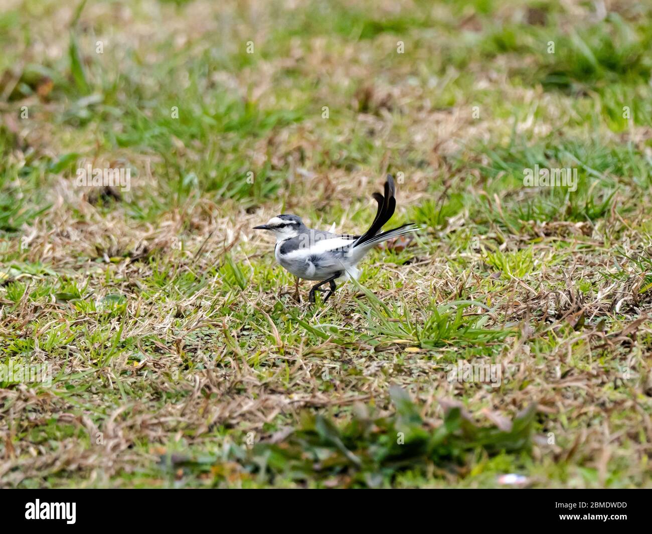 Un wagtail nero, una sottospecie di wagtail bianco trovato nell'estremo Oriente, cammina attraverso l'erba di un parco a Yokohama, Giappone. Foto Stock