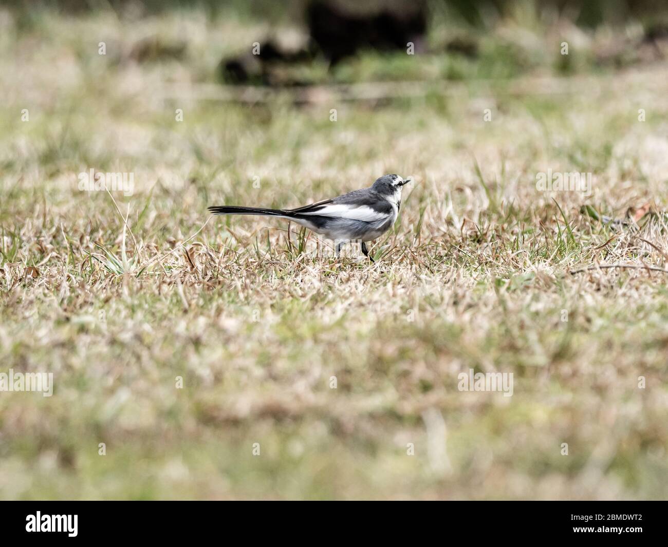 Un wagtail nero, una sottospecie di wagtail bianco trovato nell'estremo Oriente, cammina attraverso l'erba di un parco a Yokohama, Giappone. Foto Stock