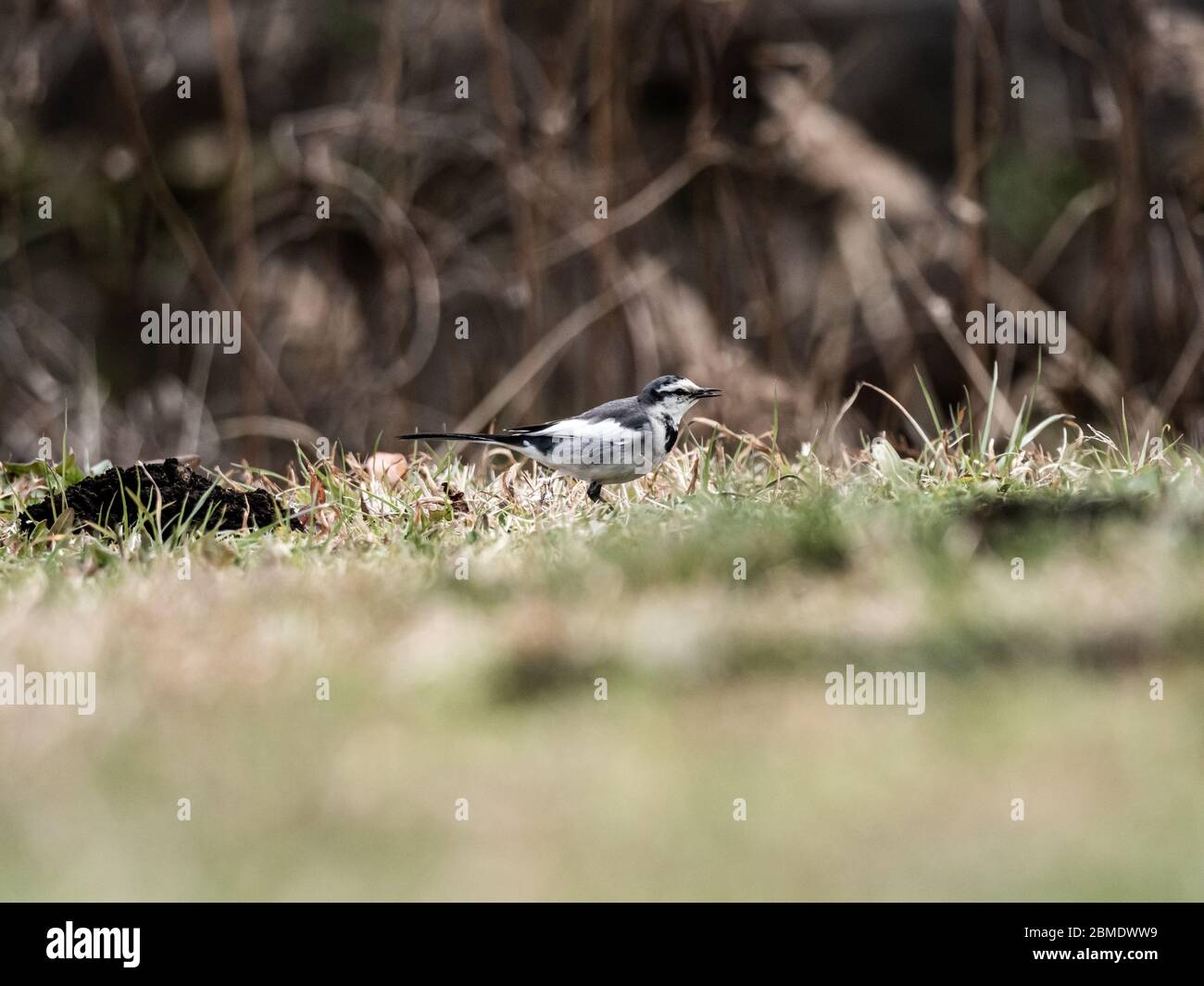 Un wagtail nero, una sottospecie di wagtail bianco trovato nell'estremo Oriente, cammina attraverso l'erba di un parco a Yokohama, Giappone. Foto Stock