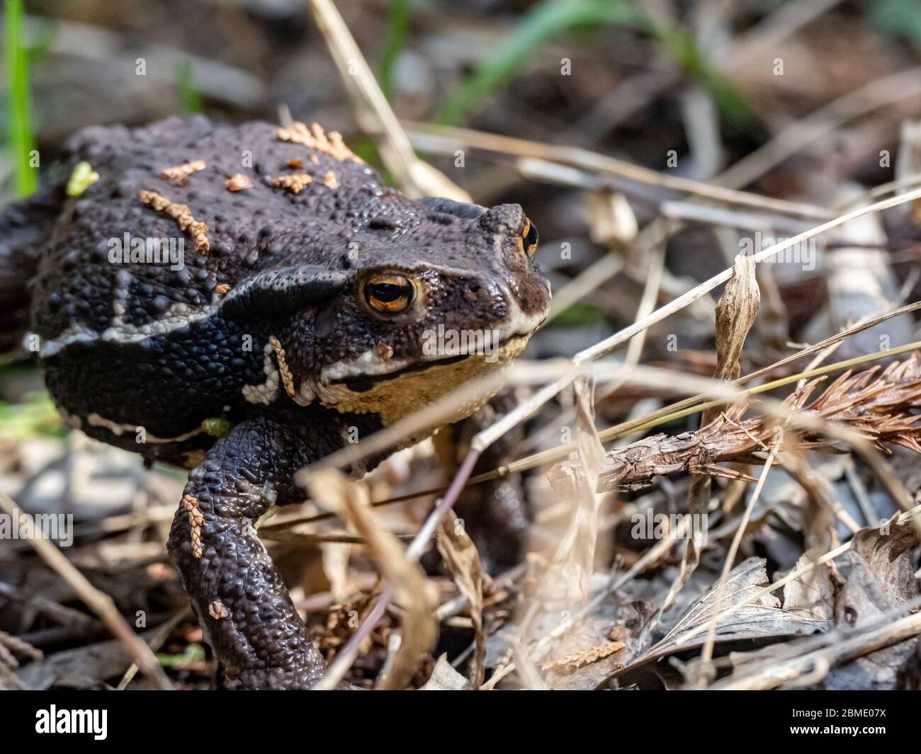 Un comune giapponese, Bufo japonicus, cammina attraverso un denso pavimento forestale a Yokohama, Giappone. Foto Stock