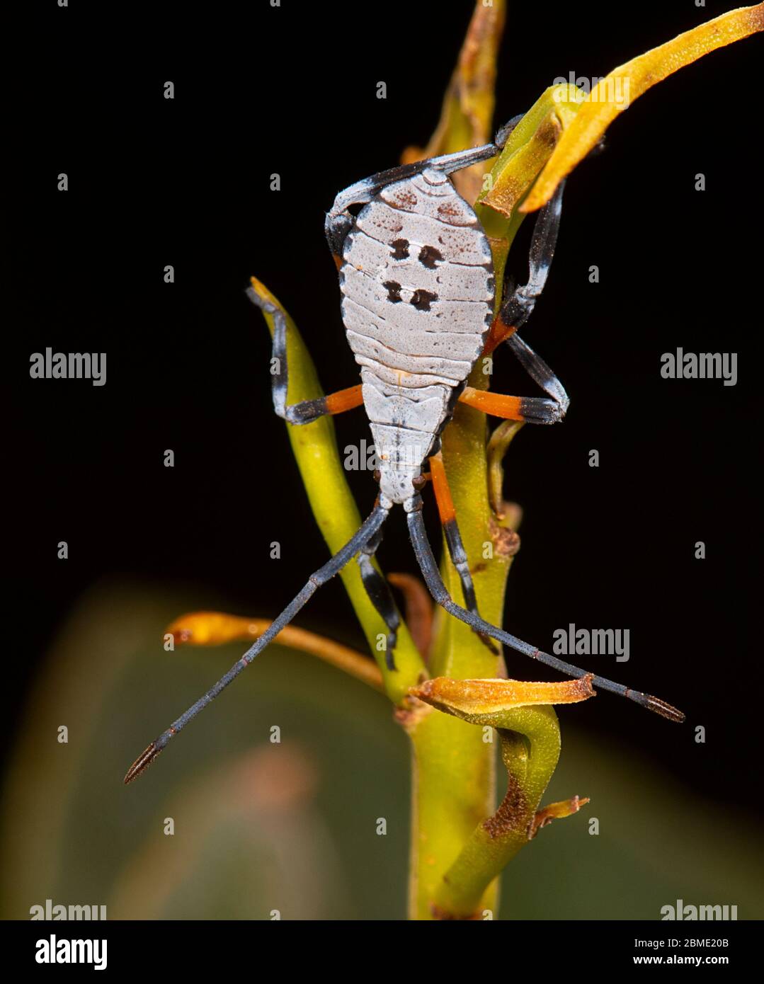 Primo piano di un bug eucalipto Tip-wilter o Clown Bug (Amorbus Robustus), Quarta Instar, Northern Territory, NT, Australia Foto Stock