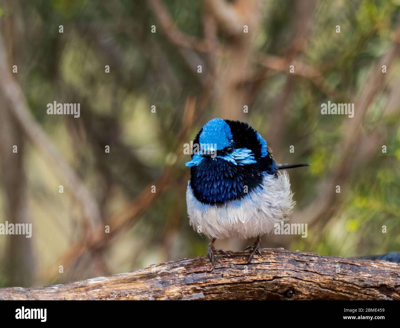 Il maschio adulto superbo Fairywren (Malurus cyaneus) ha un ricco piumaggio blu e nero sopra e sulla gola. Il ventre è grigio-bianco e il becco nero. Foto Stock