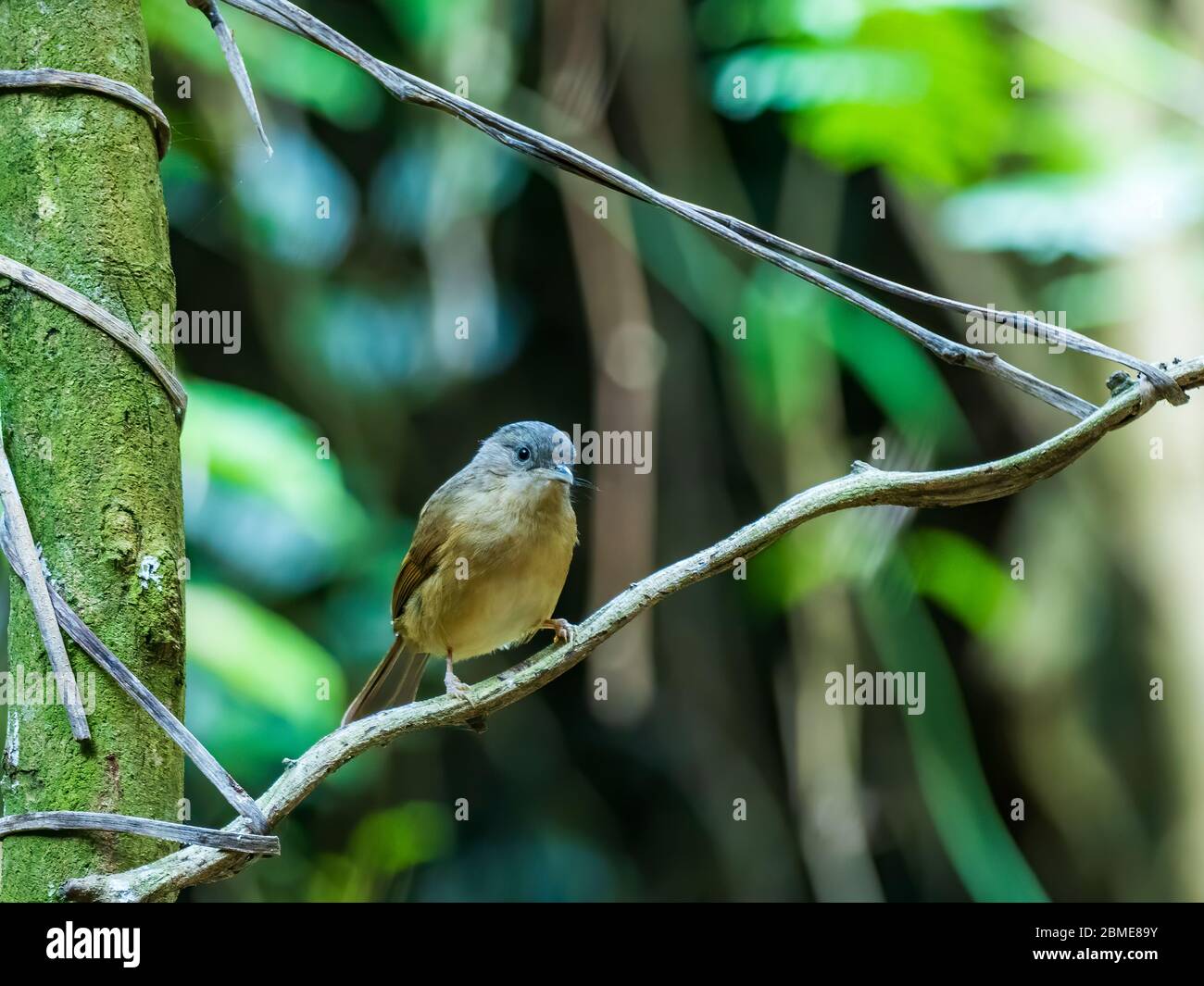 Il Robin blu siberiano femmina (Luscinia cyane) è un uccello snello, a zampe lunghe con caldo piumaggio marrone con grumo blu e spartitri biancastre. Foto Stock