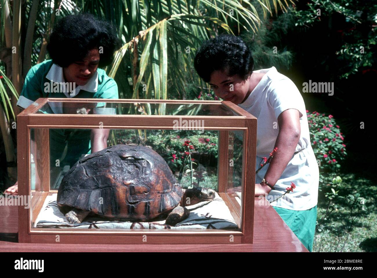 Tu'i Malila regalò alla Regina di Tonga il capitano James Cook che acquistò la tartaruga gigante nel 1776 da un mercante olandese a Città del Capo, mentre intraprese il suo terzo e ultimo viaggio nel Pacifico. Morto 1966. Foto Stock