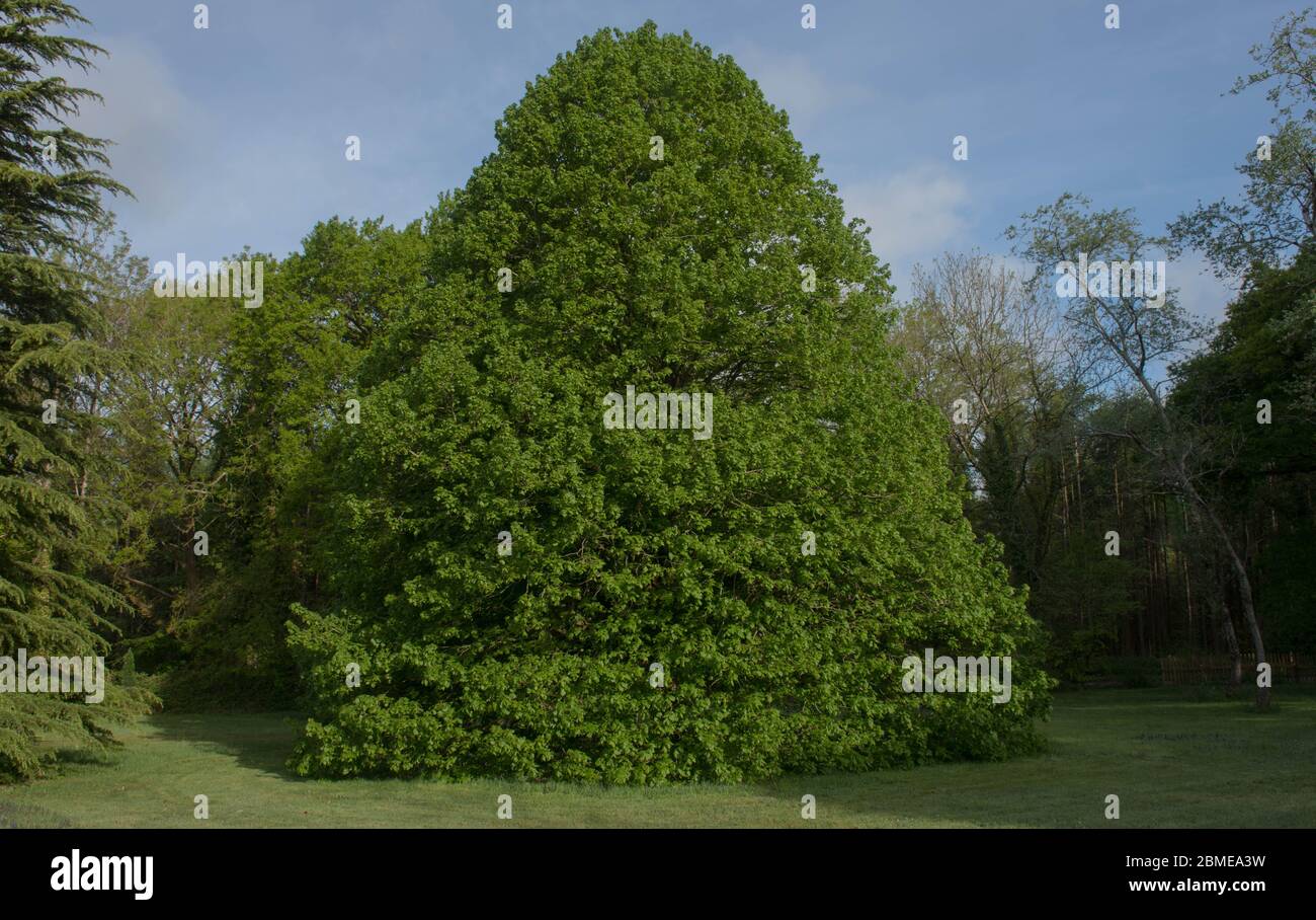 Foliage primaverile del Lime albero di Leave grande deciduo (Tilia platyphyllos) che cresce in un giardino in Devon Rurale, Inghilterra, Regno Unito Foto Stock