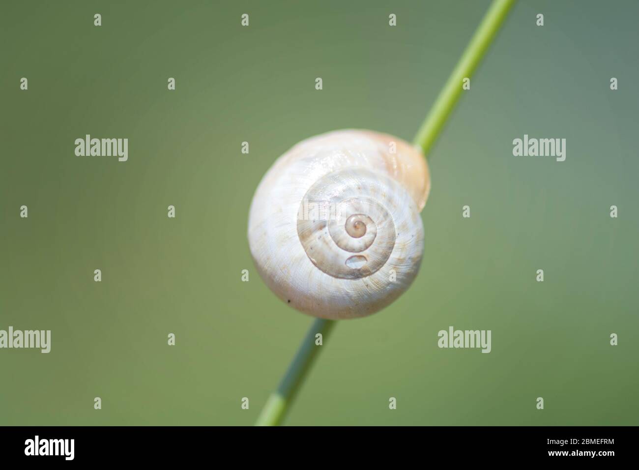 Macro scatto di una lumaca luminosa su una pianta verde Foto Stock