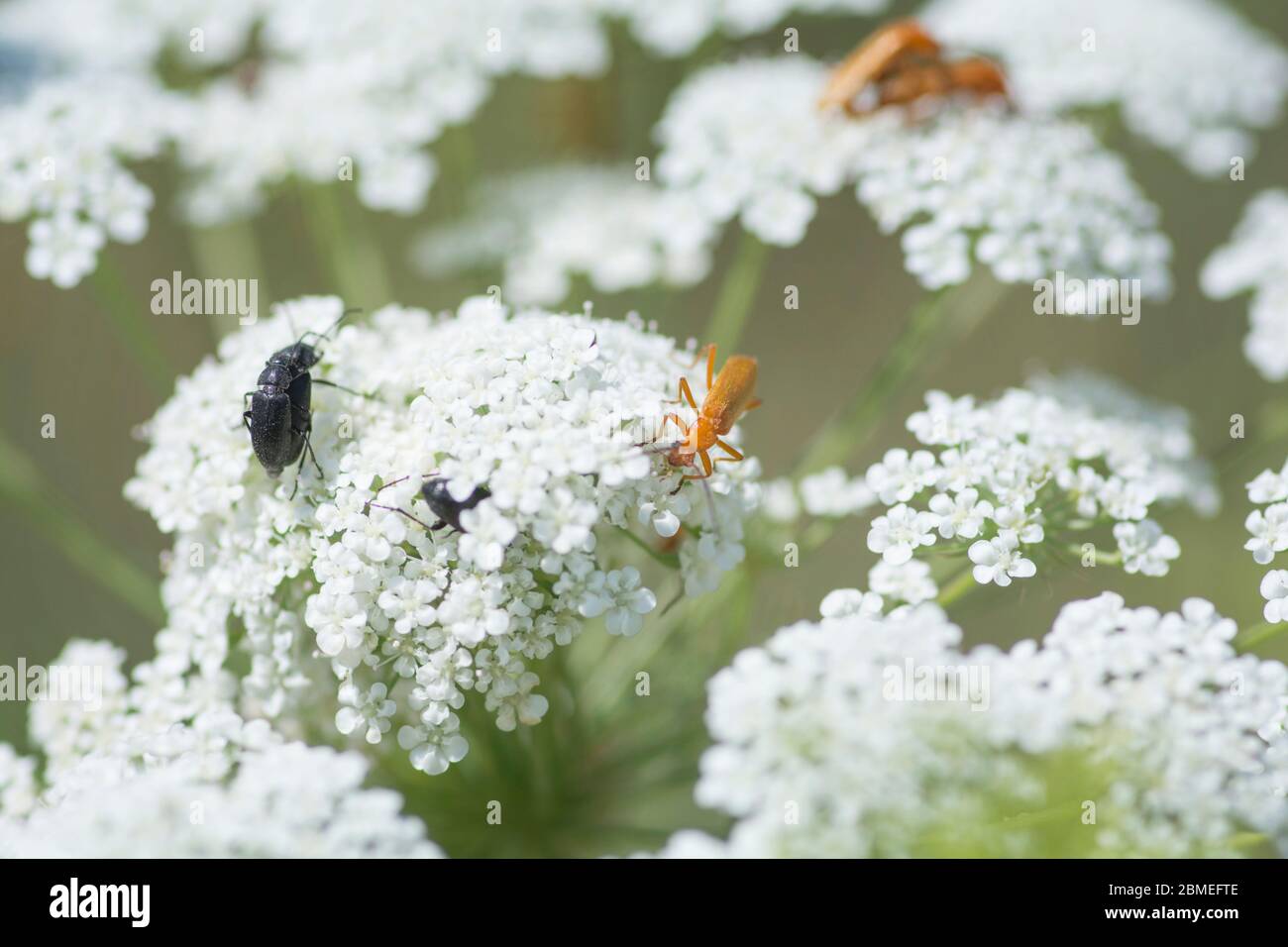 Macro shot di coleotteri su un fiore di carota selvatica (Daucus carota) Foto Stock