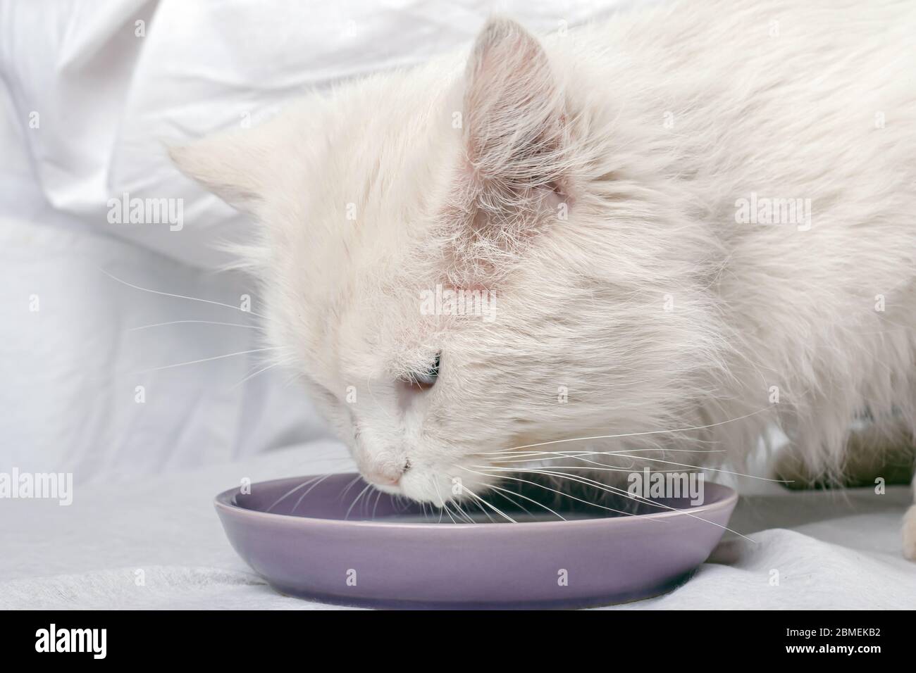 gatto bianco soffice beve latte da un primo piano del piattino Foto stock -  Alamy