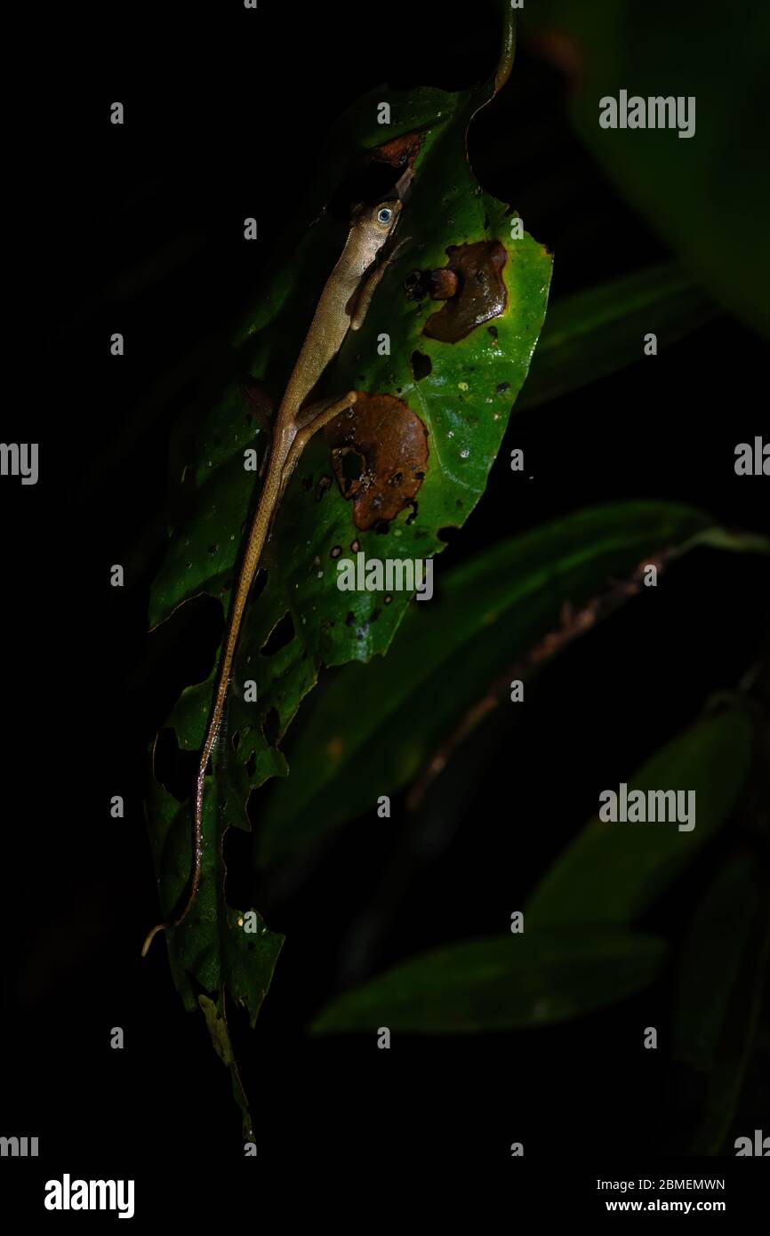 Dusky Eartless AGAMA - Aphaniotis fusca, piccolo blu occhio agama da foreste e boschi del sud-est asiatico, Mutiara Taman Negara, Malesia. Foto Stock
