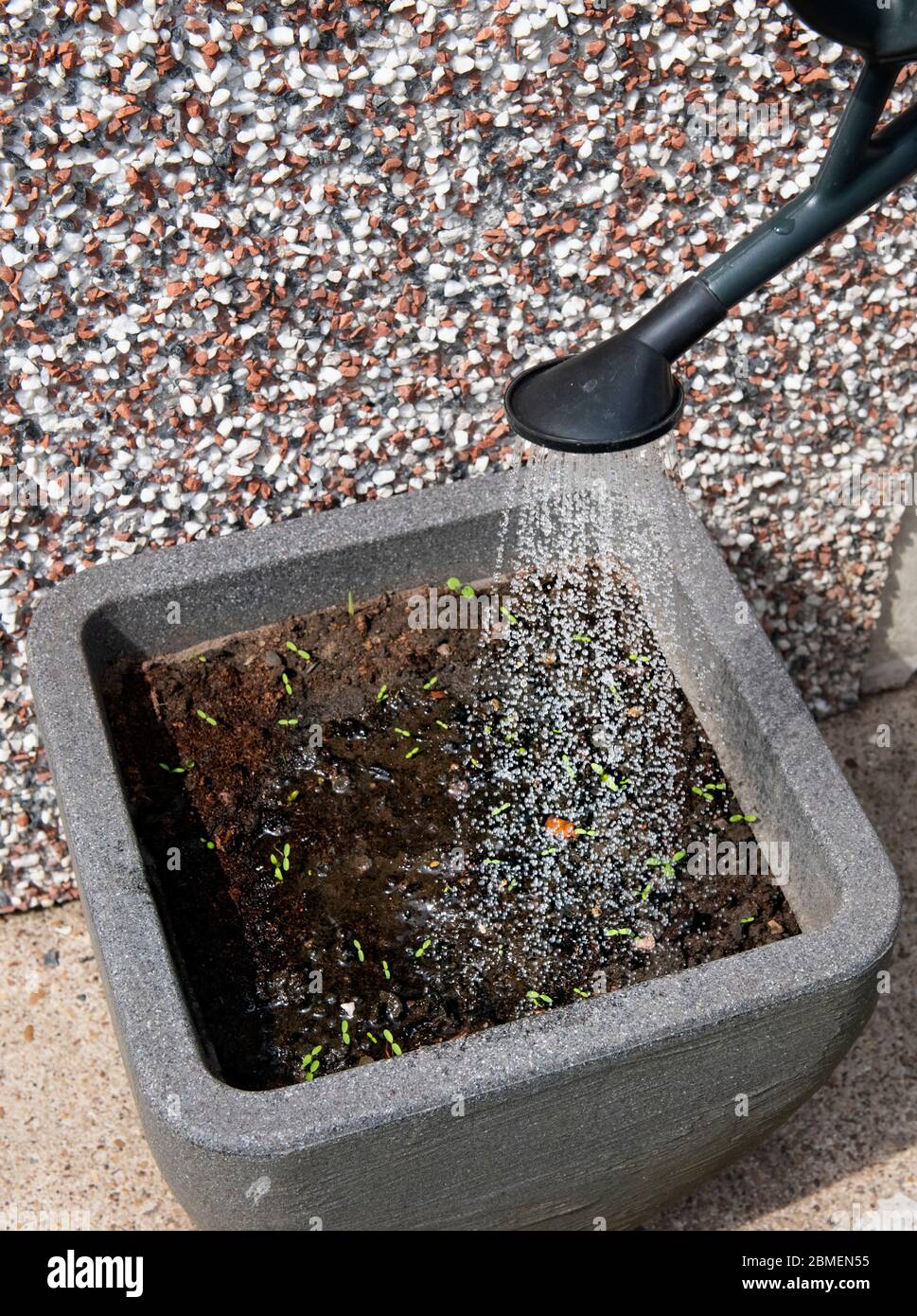 Utilizzando un annaffiatoio su una vasca da giardino fiorito Foto Stock