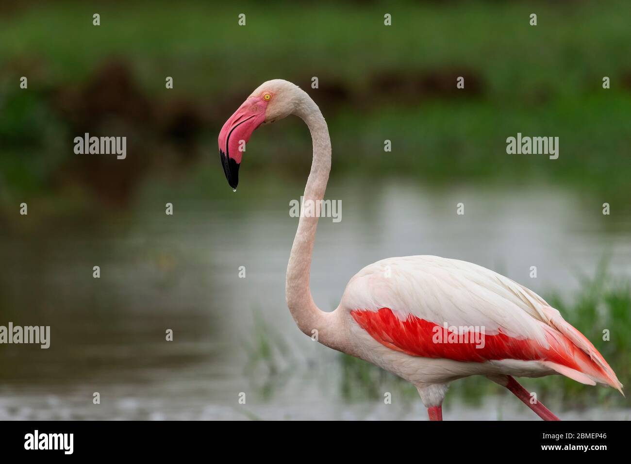 Primo piano del Grande Flamingo con le ali aperte a Gujarat, India. Questi sono uccelli di stato del Gujarat e trovato tutto l'anno alla maggior parte dei corpi idrici. Foto Stock