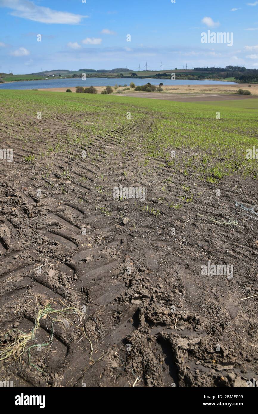 Il trattore segna il battistrada in campo con acqua e alberi a distanza, cielo blu e nuvole, giorno di sole Foto Stock
