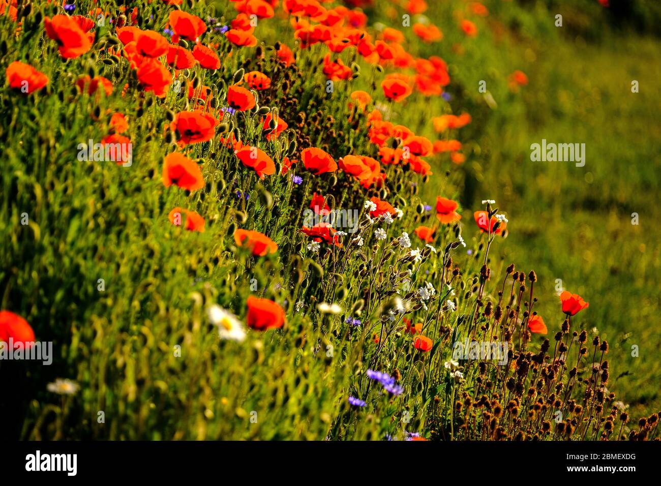 Campo di papaveri rossi Papaver Rhoeas mais Poppy Fiandre Foto Stock