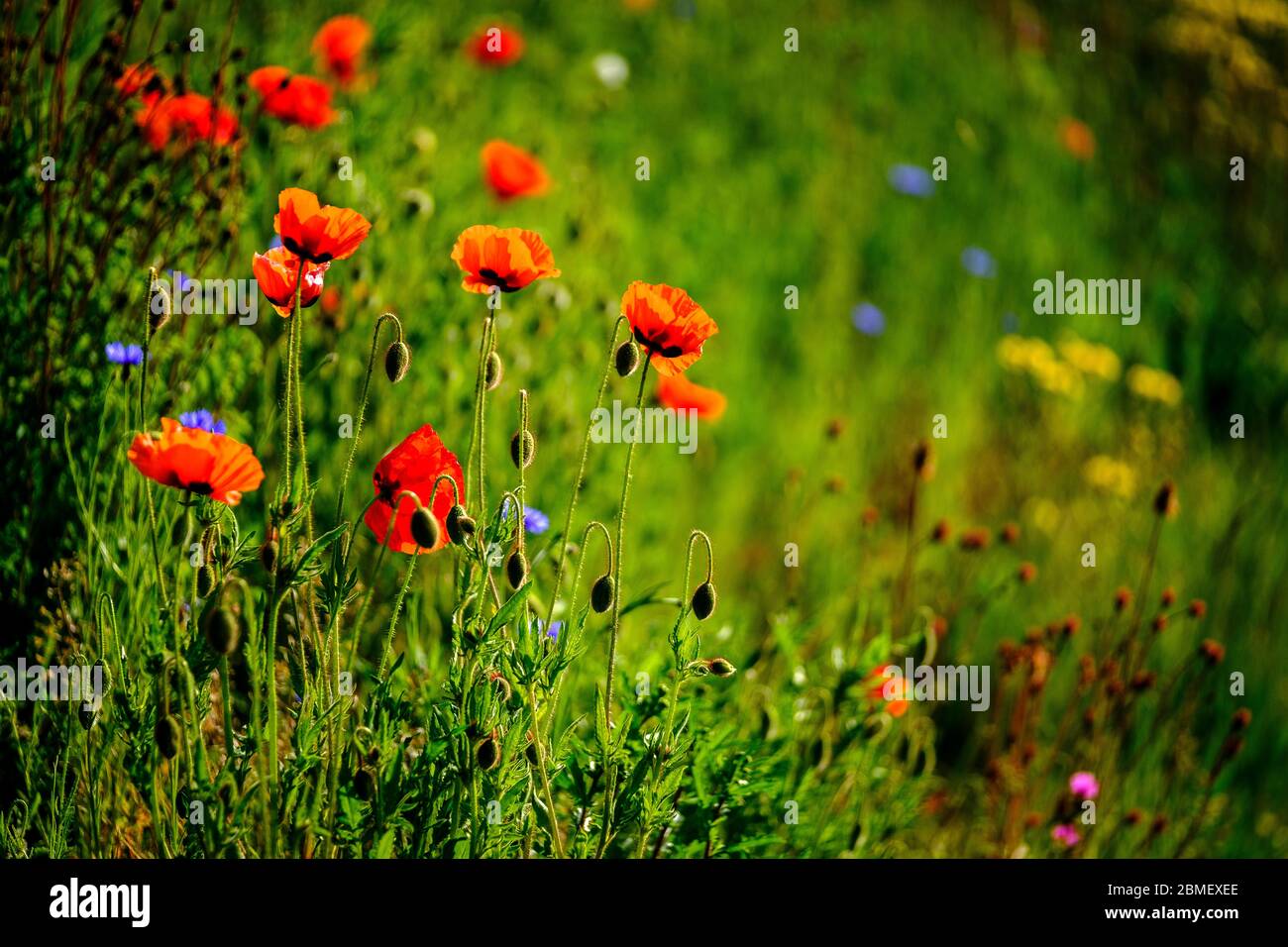 Gruppo di papaveri rossi Papaver Rhoeas mais Poppy Fiandre Foto Stock