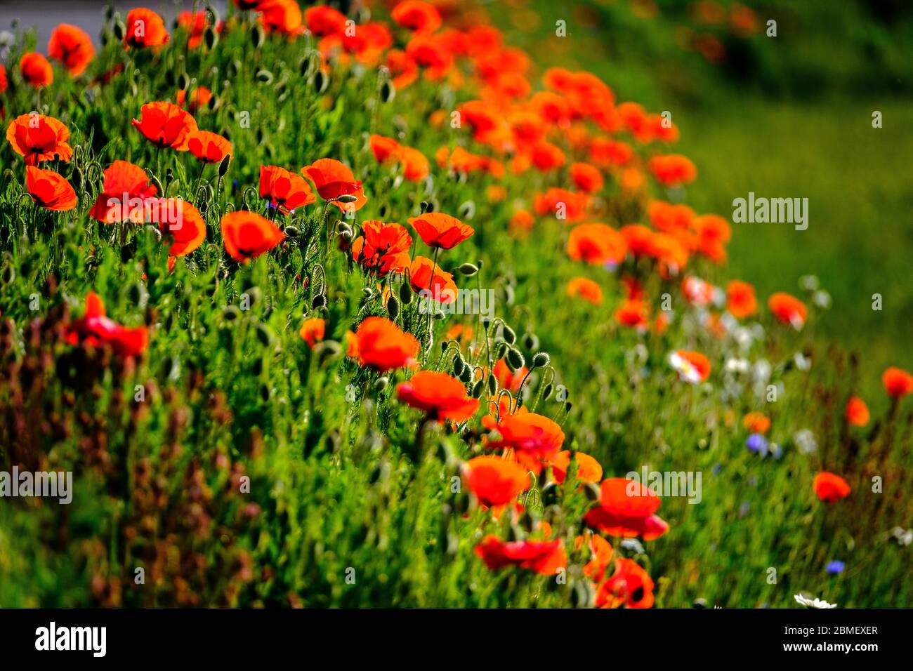 Campo di papaveri rossi Papaver Rhoeas mais Poppy Fiandre Foto Stock