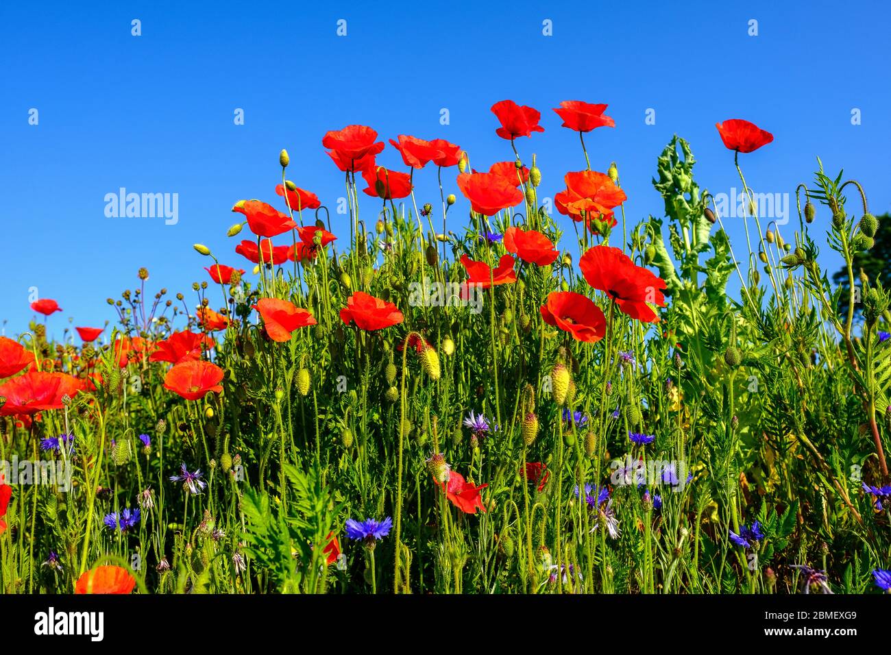 Gruppo di papaveri contro il cielo blu Papaver Rhoeas mais Poppy Fiandre Foto Stock