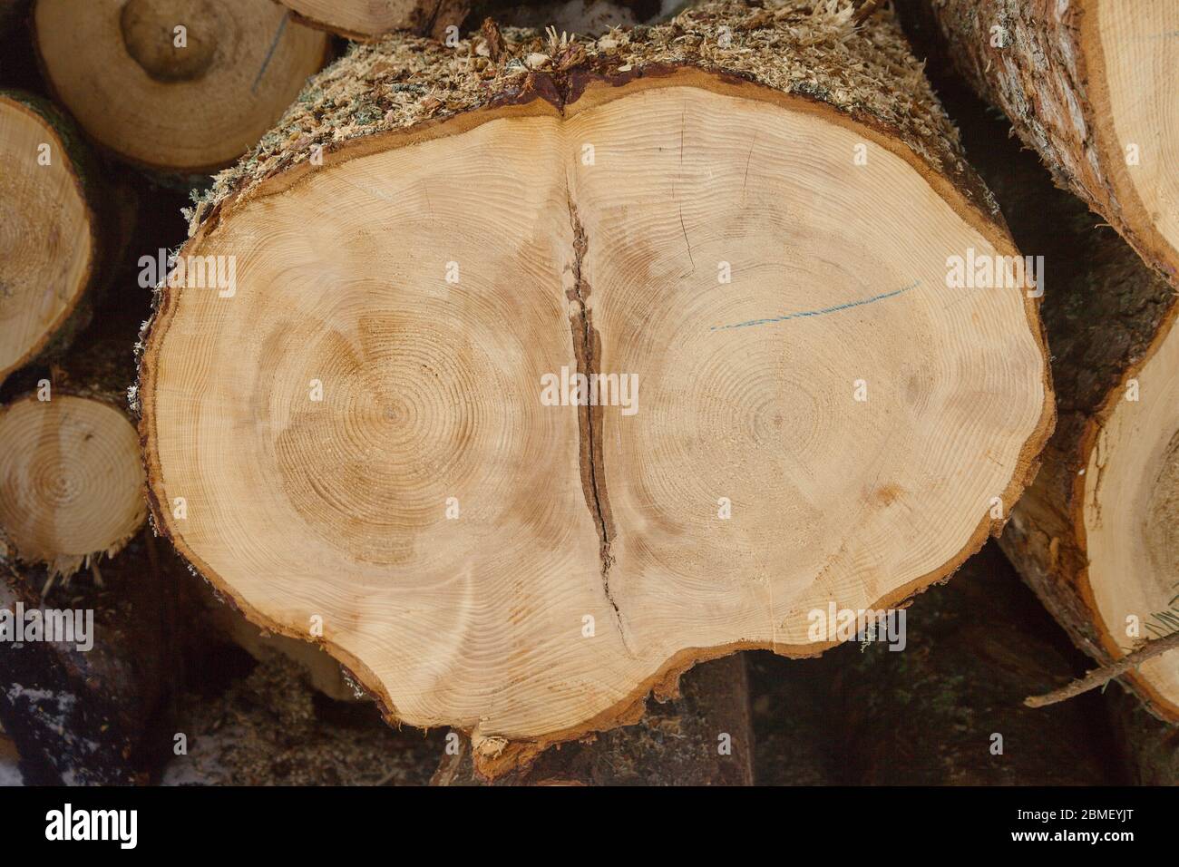 Sezione trasversale tagliata attraverso il legno di abete rosso con due centri e spaccatura al centro, Slovacchia Foto Stock