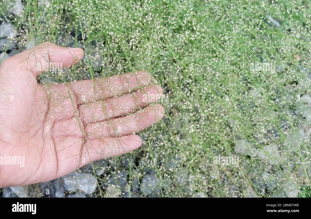 Giardiniere Holding Vilfa Stellata o Bermuda Grass con i piccoli fiori per prendere cura DI un giardino. Foto Stock