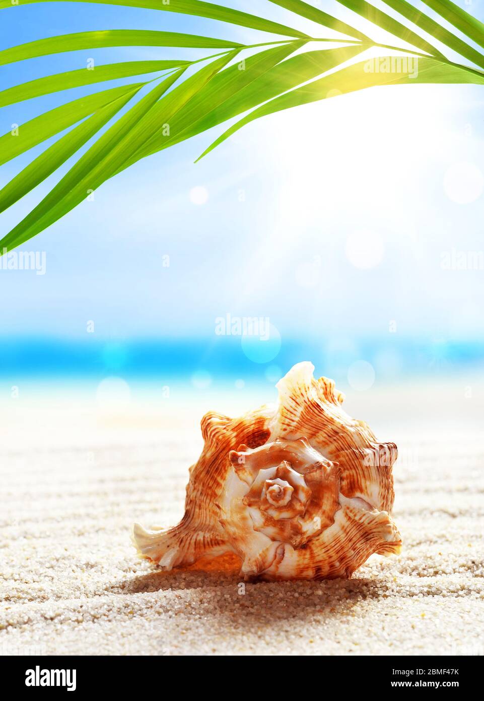 Spiaggia estiva con conchiglia in sabbia bianca e foglia di palma tropicale. Foto Stock