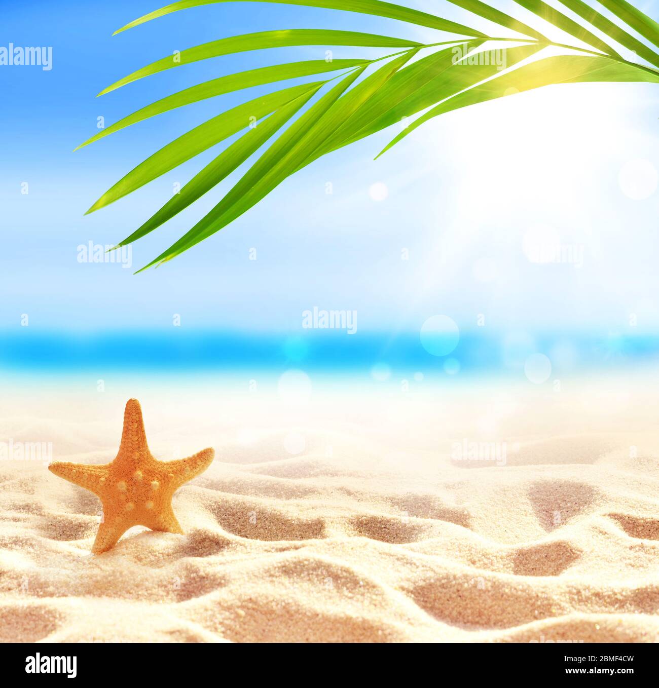 Spiaggia estiva con stelle marine in sabbia bianca e foglie di palma tropicale. Foto Stock