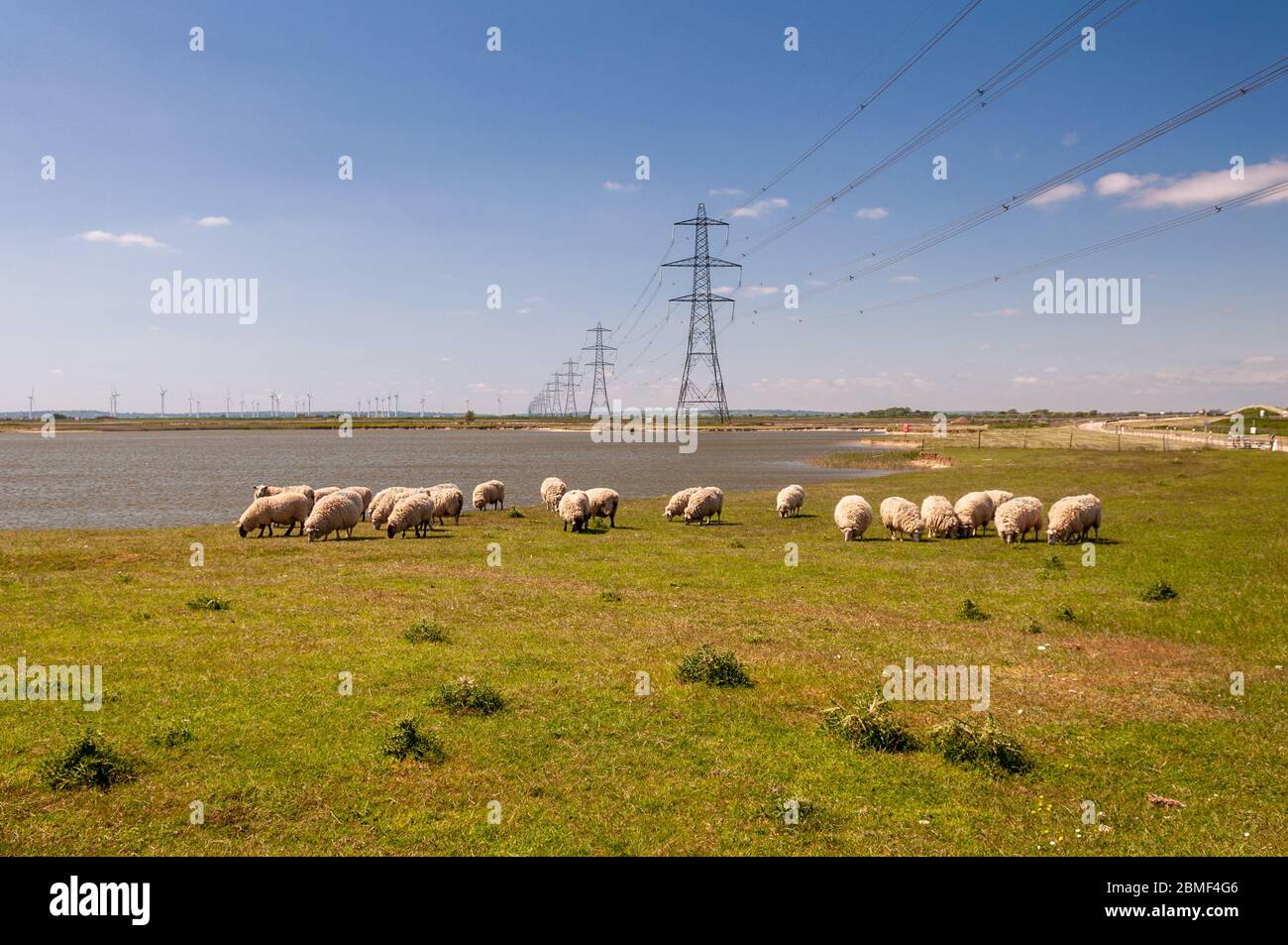 Un gregge di pecore che pascolano sotto linee elettriche ad alta tensione sulla palude di Walland a Kent, Inghilterra. Foto Stock