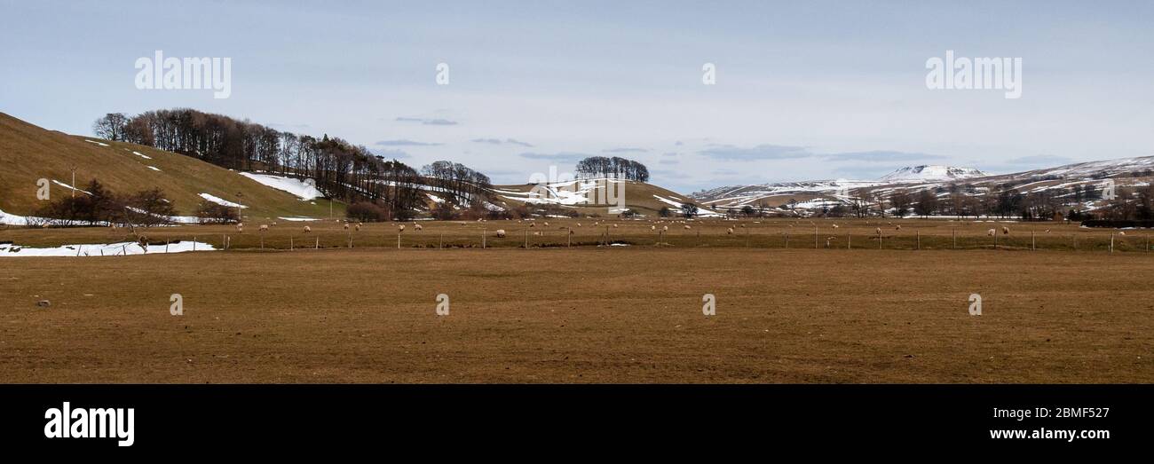 Le pecore si pascolano nel piano valle di Wensleydale a Hawes, sotto le colline dello Yorkshire Dales. Foto Stock