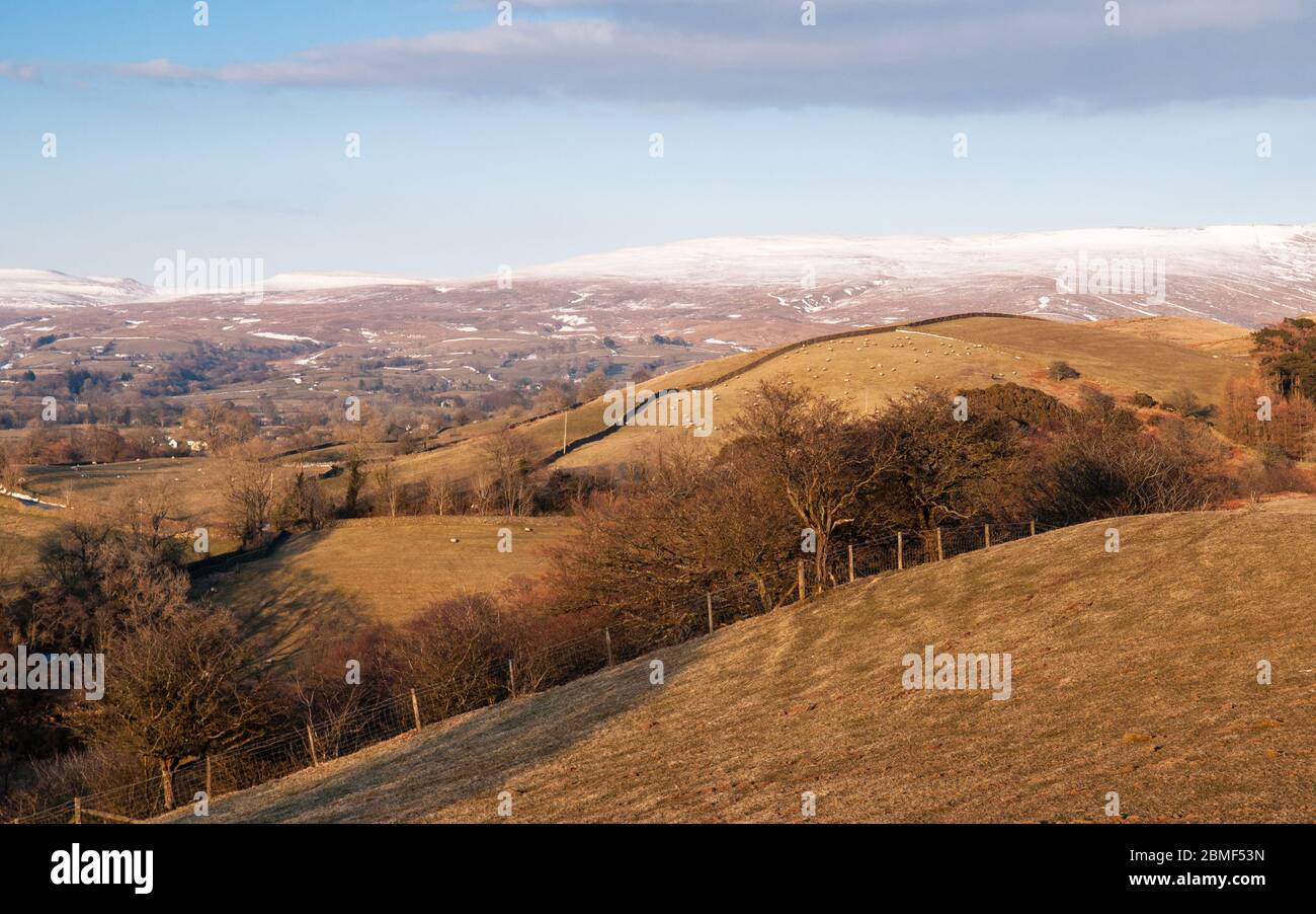 Campi di pecore riempiono le valli ai piedi di Garsdale e Dentdale sotto le campane innevate delle Yorkshire Dales. Foto Stock