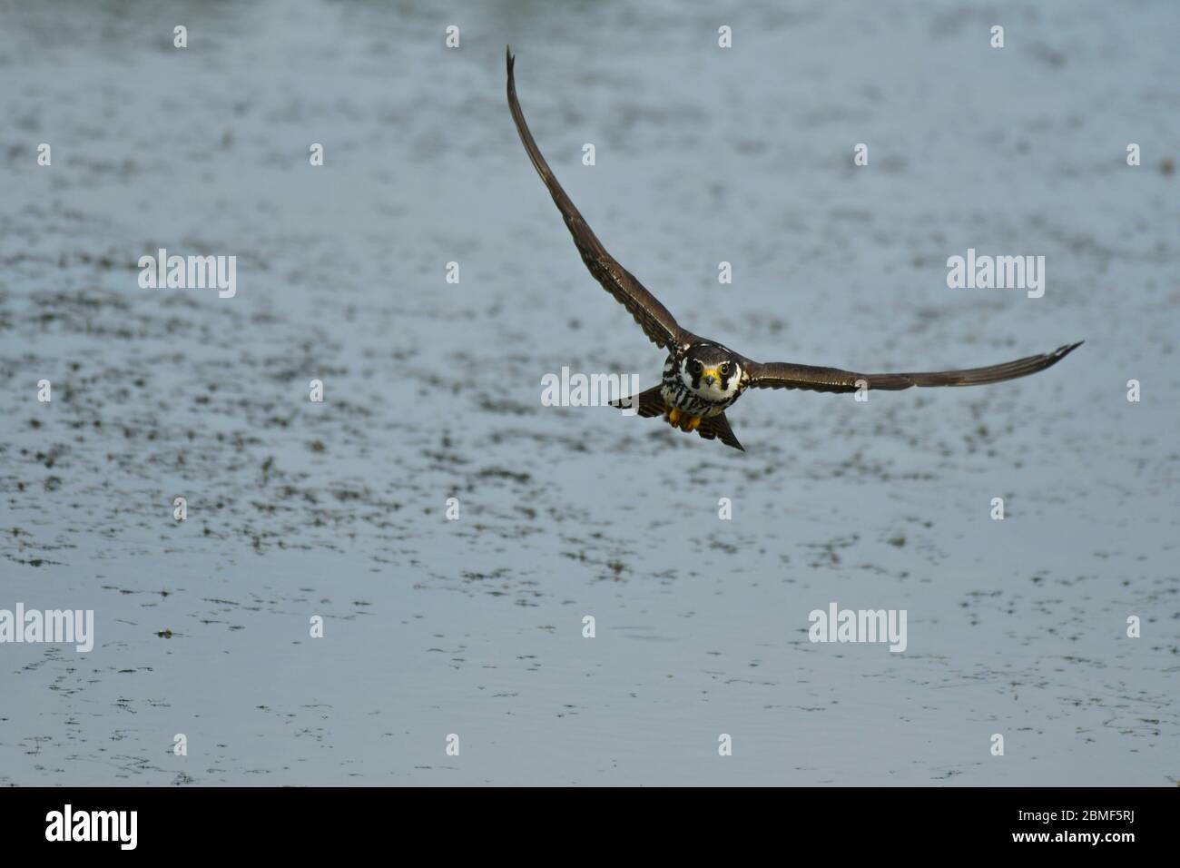 L'hobby eurasiatico Falco subbuteo in volo Foto Stock