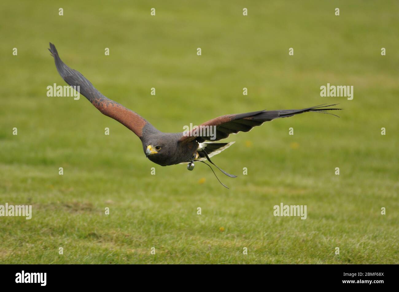 Il falco di Harris Parabuteo unicinctus in volo Foto Stock