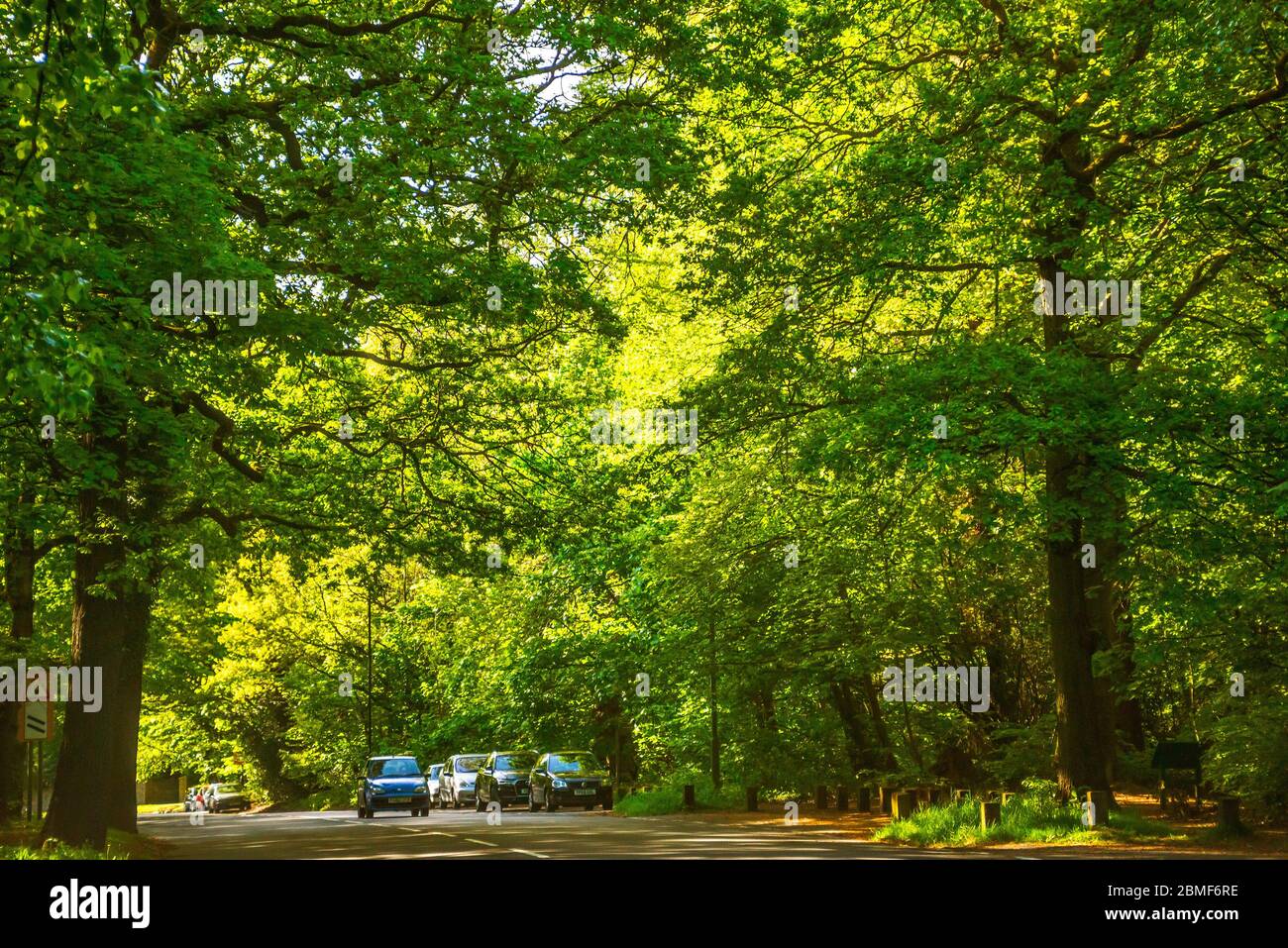 Ecclesall Woods, Sheffield Foto Stock