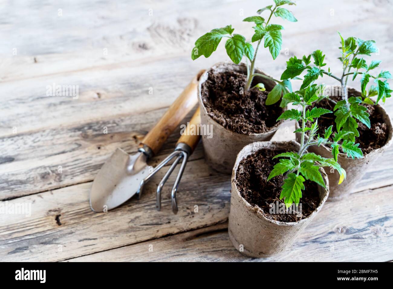 Germogli giovani verdi in torba. Giardinaggio di primavera. Foto Stock