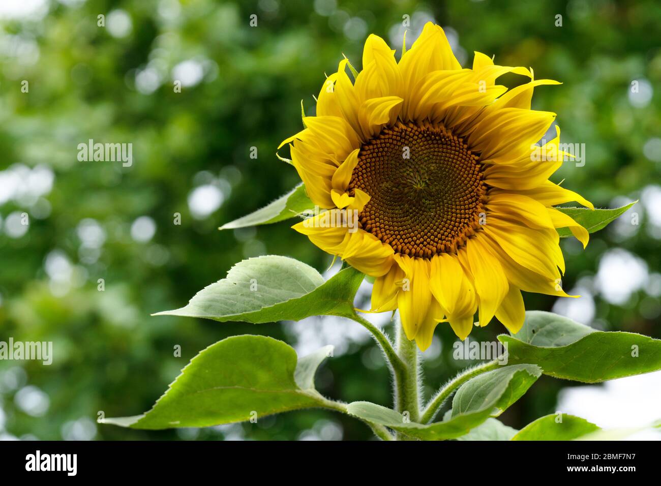 Fiore singolo di un girasole su uno sfondo di fogliame Foto Stock