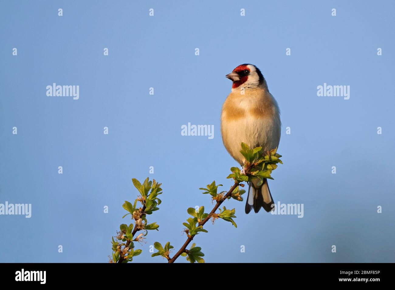 Goldfinch- Carduelis carduelis. Molla. Foto Stock