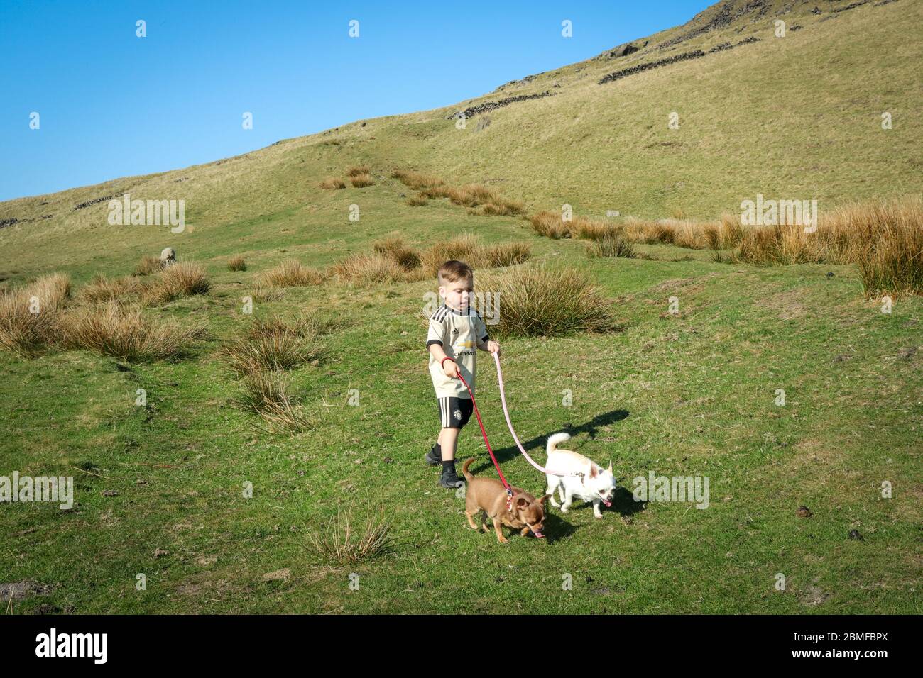 Cani da passeggio per ragazzo Foto Stock