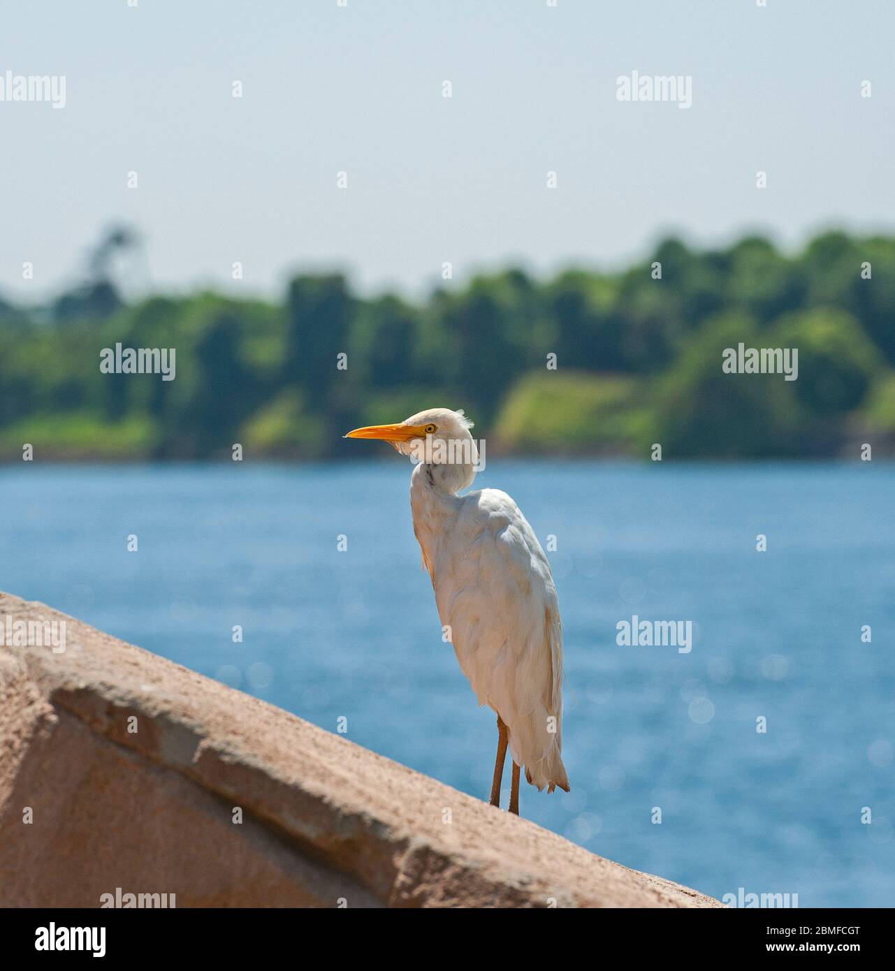 Bubulcus egret bovini ibis Wild Bird si è levato in piedi sulla roccia in campagna paesaggio con fiume sullo sfondo Foto Stock