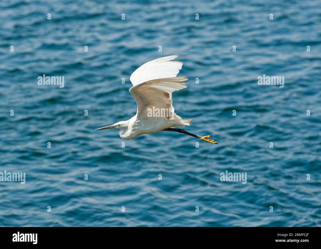 Piccola egretta garzetta uccello selvatico che vola sull'acqua di grande fiume Foto Stock