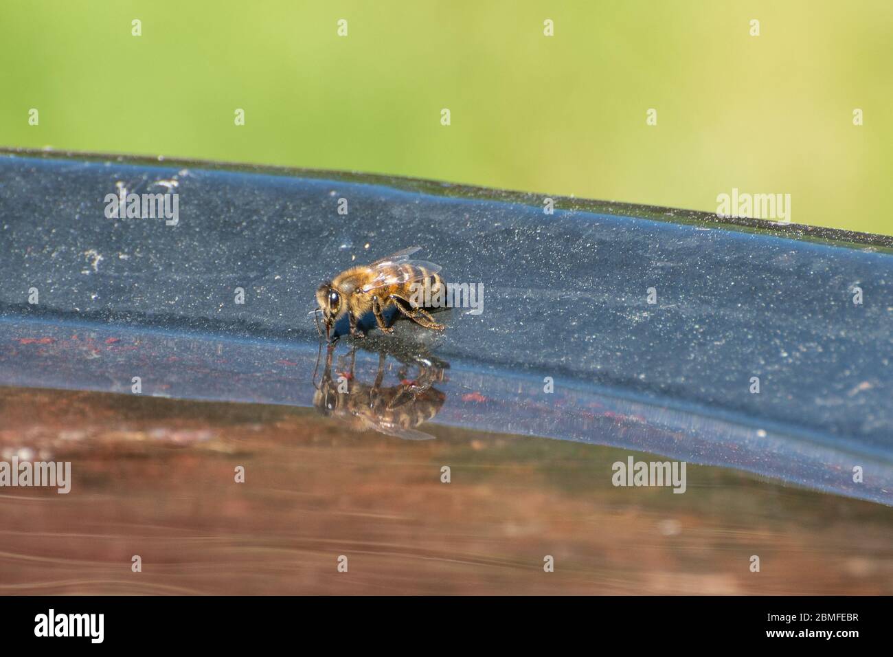 Ape di miele (Apis mellifera) acqua potabile da un bagno di uccello in un giardino, fauna selvatica giardino, Regno Unito Foto Stock